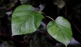 树叶最新爆料软件是什么,树叶最新爆料神器，一窥科技前沿新动态